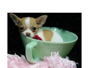 Kjærlighet og sjarmerende chihuahua valper.