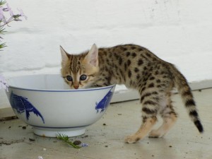 vakre Savannah og Serval kattunger for salg...