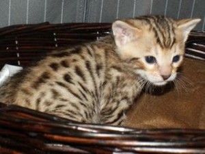 Bengal kattunger til salgs