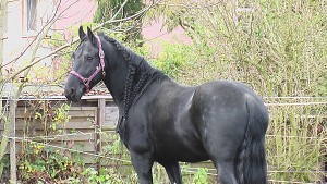 Gorgeous Friesan hest til salgs