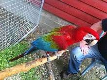 Temmet og vennlig Ara papegøye til salgs