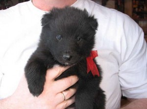 Belgisk fårehund Groenendael valper