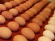 Kylling Broiler rugeegg Cobb 500/Ross 308, Bord & Quail Eggs