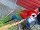 Temmet og vennlig Ara papegøye til salgs