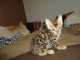 Søt Bengal kattunger for adopsjon