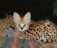 vakre Savannah og Serval kattunger for salg...