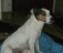 Jack Russel Terrier valpar