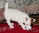 Jack Russell Terrier valper