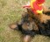 Yorkshire terrier valp for adopsjon